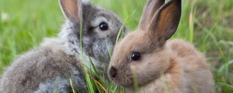 养殖兔子的成本与利润分析，国家怎么补贴