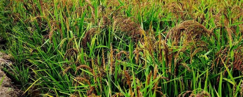 再生稻是什么意思，比头季稻品质好的原因