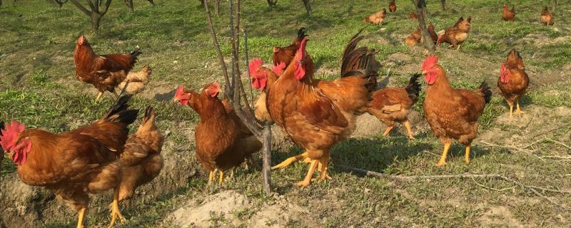 产蛋量最高的土鸡，散养土鸡如何提高产蛋