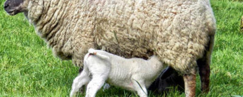 羊怀孕几个月生小羊羔，羊难产掏羊的方法