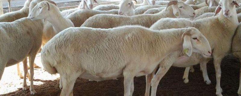 全青贮喂繁殖羊效果，新玉米为什么不能喂羊