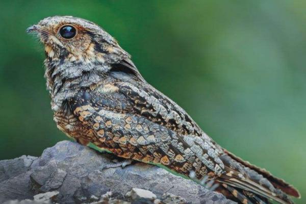 10种冬眠的动物 鸟类图片