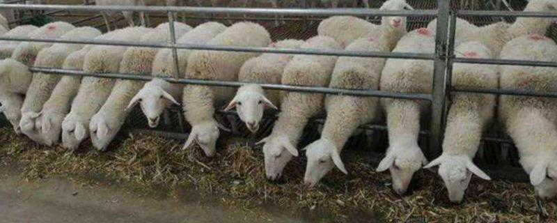羊酸中毒喂多少小苏打，小苏打对羊的副作用