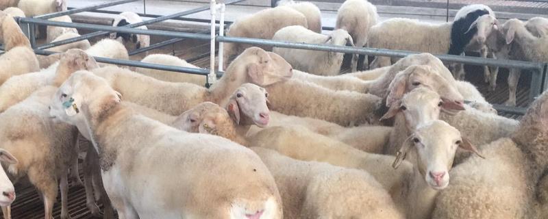 养羊的技术和管理方法，羊养殖利润分析
