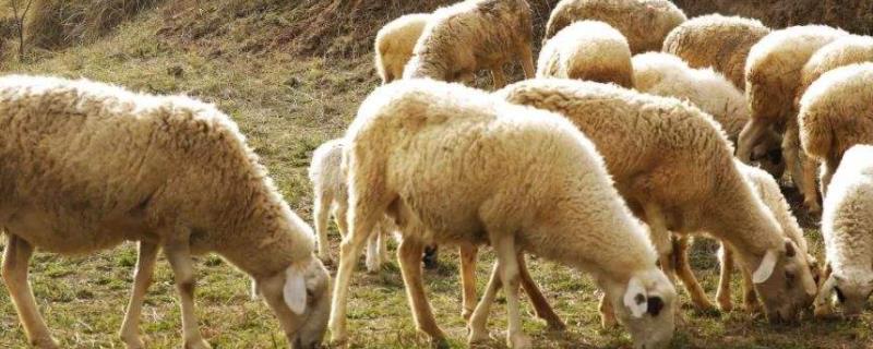 农村养多少只羊环保不管，杨树叶喂羊有营养吗