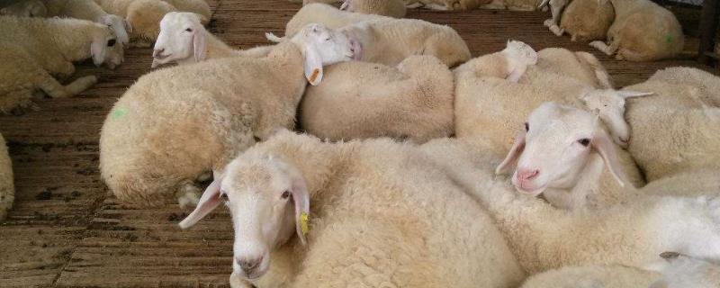 羊吃毛是什么原因，治疗羊吃毛的绝招