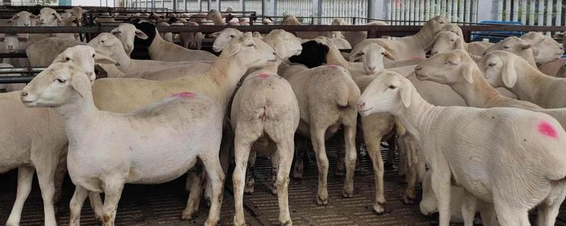 澳洲白绵羊产羔率，一胎能生几只