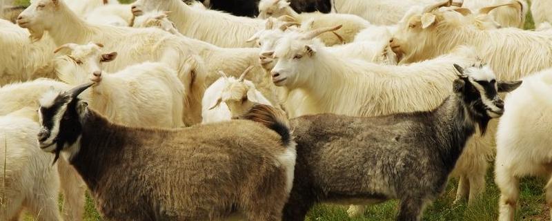 圈养山羊养殖技术，养山羊的利润与成本和有什么风险