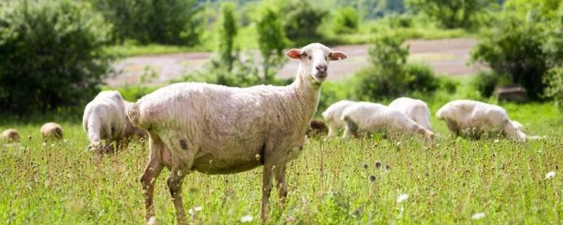 养羊技术及羊的养殖方法，冬天没草吃怎么过冬