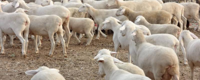 一只70斤的羊能出多少肉，50斤羊打多少伊维菌素