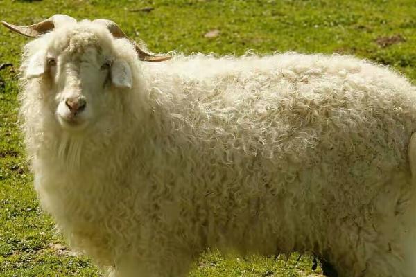 羊的种类有哪些品种