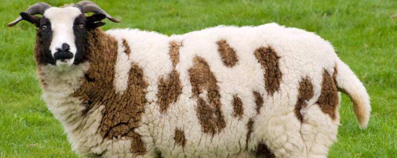 羊吃羊毛最快的治疗，是什么原因引起的