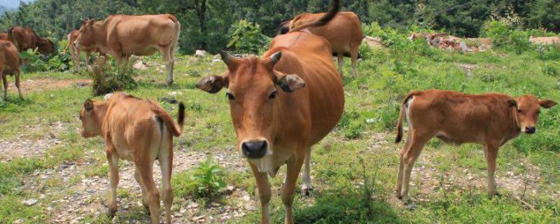 牛具有什么的特点，怎么识别土黄牛和杂交牛