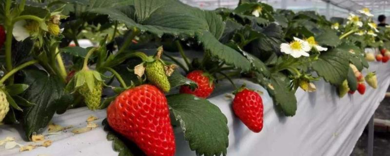 调环酸钙在草莓上怎么使用，什么时候使用效果好