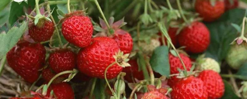 越秀草莓品种具体表现，从开花到成熟需要多久