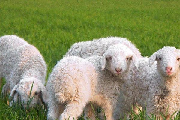 羊品种