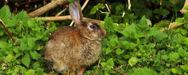 野兔的生活规律和环境，一般活动范围有多大