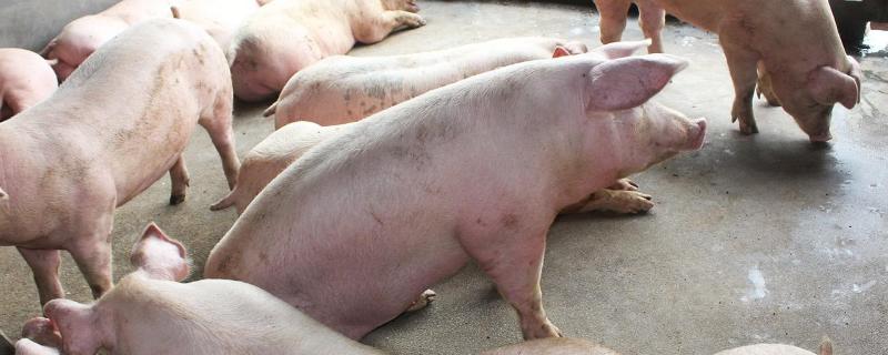 猪长期吃葡萄糖坏处，过量会有什么反应