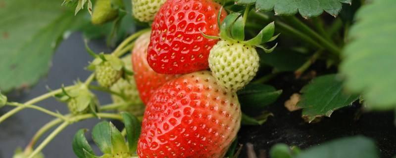 露天草莓的种植与管理，什么时候种植好