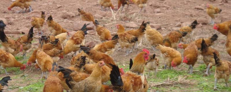 养一万只土鸡要几亩地，养鸡需要办理什么证