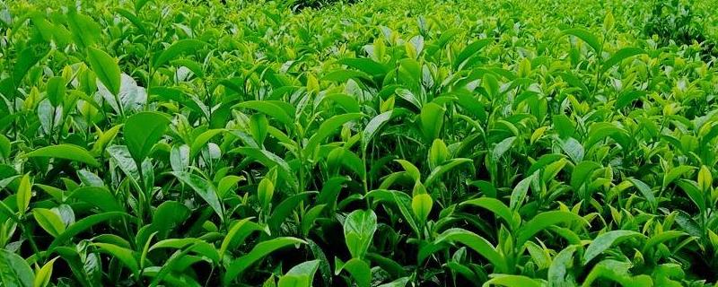 茶树生长对土壤的要求之一是喜什么，对肥料有什么要求