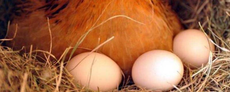 母鸡不下蛋是什么原因，该怎么解决?一般多久会下一个蛋