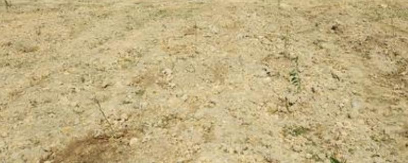 土壤改良的方法有哪些，土壤板结施什么肥