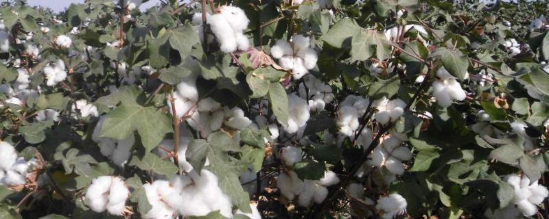 金凯79号棉花品种，棉花品种选择应该考虑哪几个方面