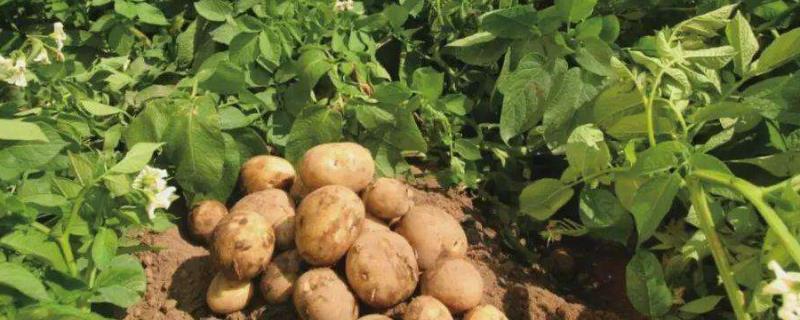 土豆亩产，附种植时间和方法