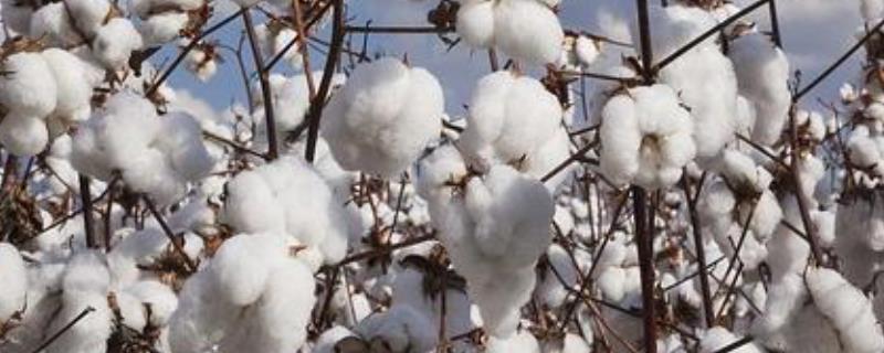 新疆生产的棉花纤维长瓜果特别甜的主要原因是，新疆生产棉花的有利条件