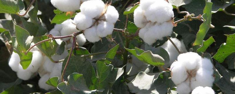 历史上最早种植棉花的是，种植棉花的有利条件