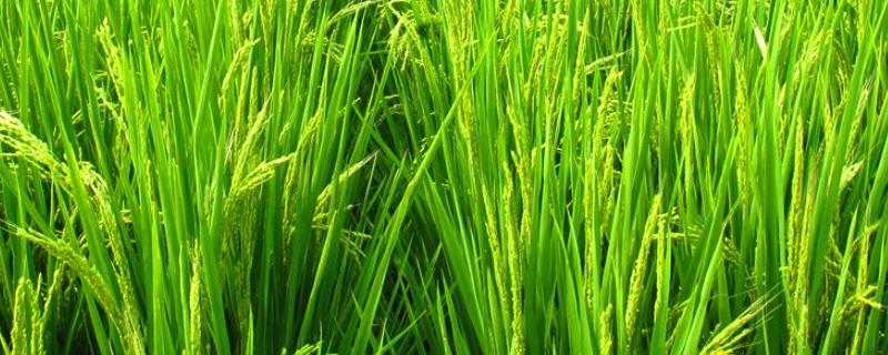 禾苗和草的区别，禾苗是稻子还是麦子