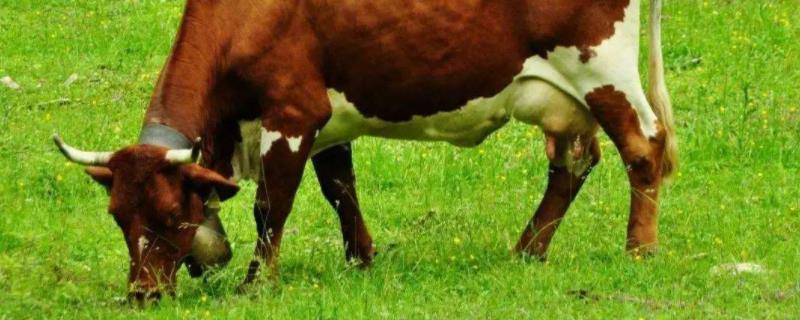 牛吃草有什么特点，把草吃进去又吐出来是什么现象