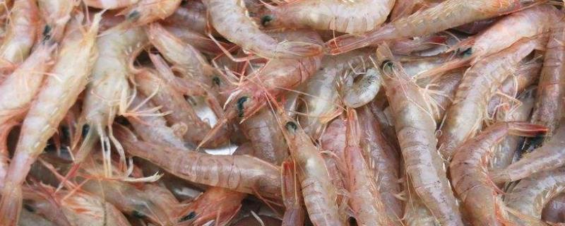 养殖虾多少个月可以出售，和海虾有什么区别