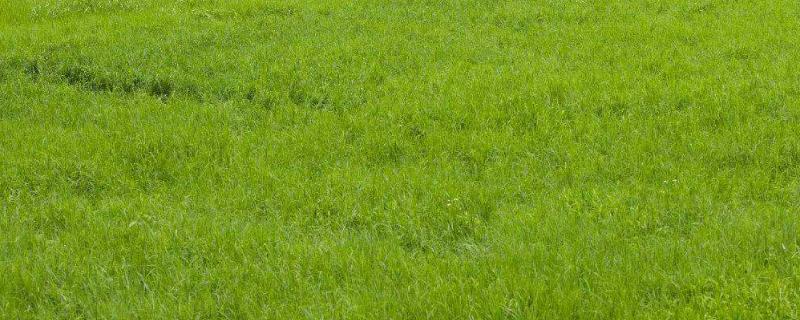 草坪病虫害防治用什么药，混播草坪主要用哪几种草种