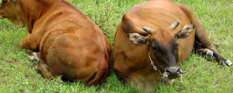 养30头牛要种几亩地草，长期吃干谷草有问题吗