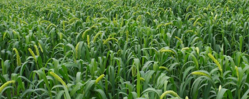 小米几月份收割，附种植时间和生长周期，每亩产多少