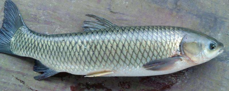 广东的皖鱼是什么鱼，和草鱼有什么区别