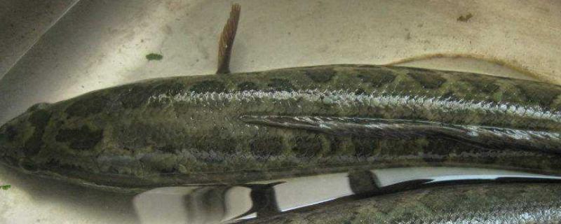 黑鱼养殖的条件和要求，野生黑鱼与养殖的有哪些区别