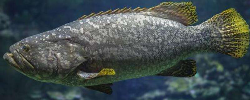 龙趸鱼是淡水养殖吗，养殖的和野生的有何区别