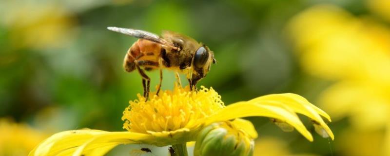 蜜蜂几月份喂越冬糖好，糖和水的比例是多少合适