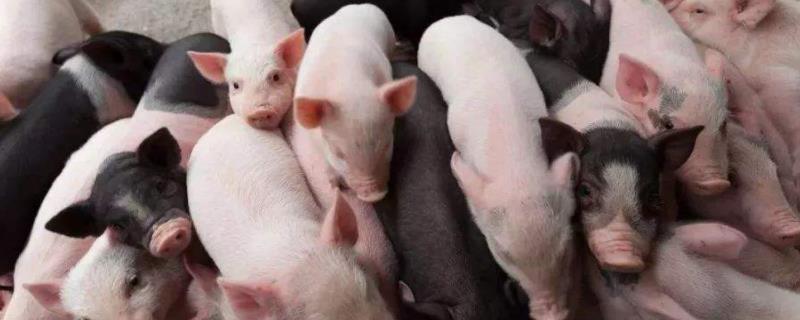 1到3个月的猪仔喂养方法，仔猪从出生到出栏吃多少饲料