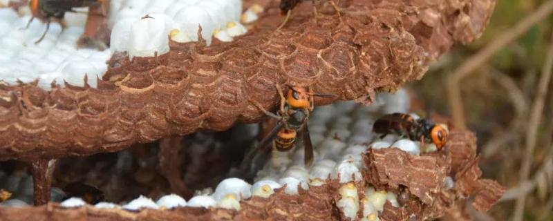 养马蜂窝养殖技术，被马蜂蛰了怎么处理