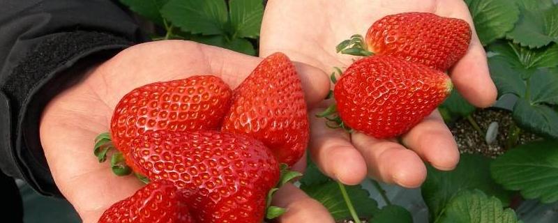 草莓根茎空心是什么原因，芽枯病治疗方法