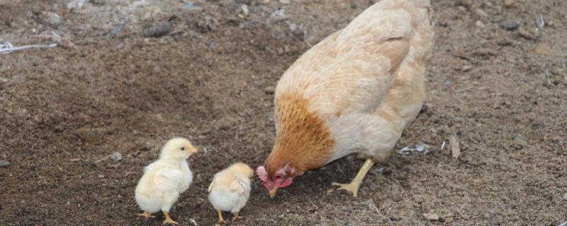 让母鸡多下蛋偏方，母鸡下蛋后自己吃掉鸡蛋是怎么回事