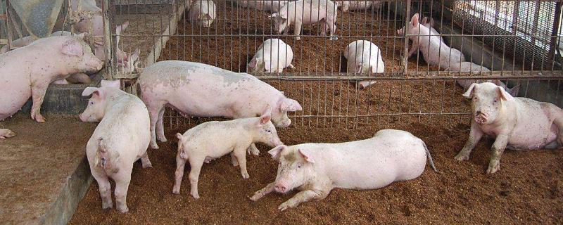 种猪养殖标准养殖场要求，那个品种的种猪好