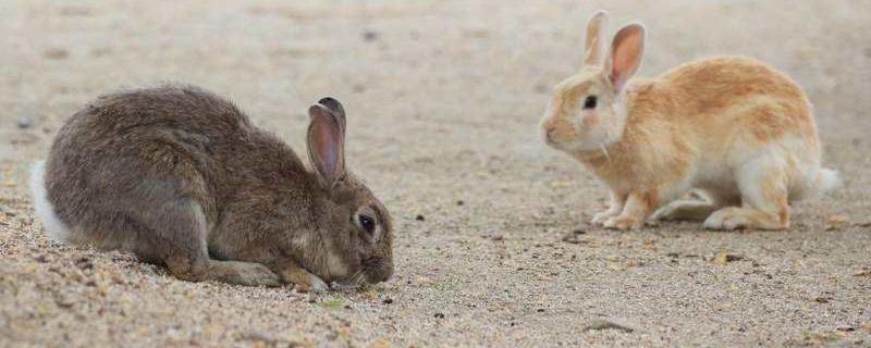 野兔养殖散养场地建设方法，公兔和母兔可以放在一起养吗