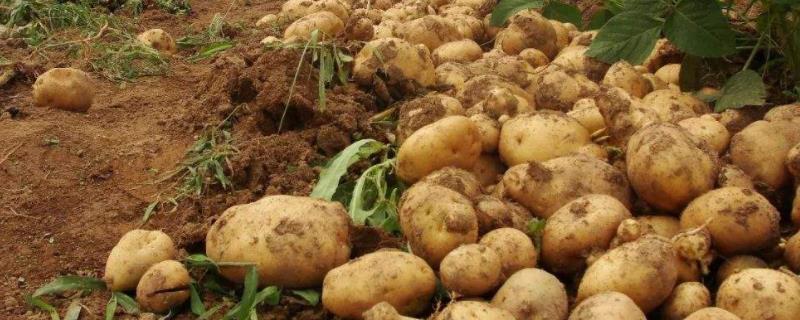 种植50亩土豆需要多少成本，附种植技术和管理