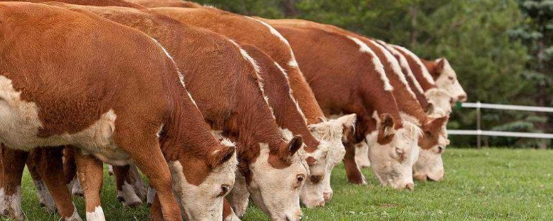 肉牛育肥期饲料配方，精料补充料能喂母牛吗