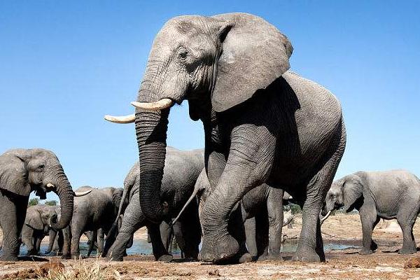 大象的种类有哪些